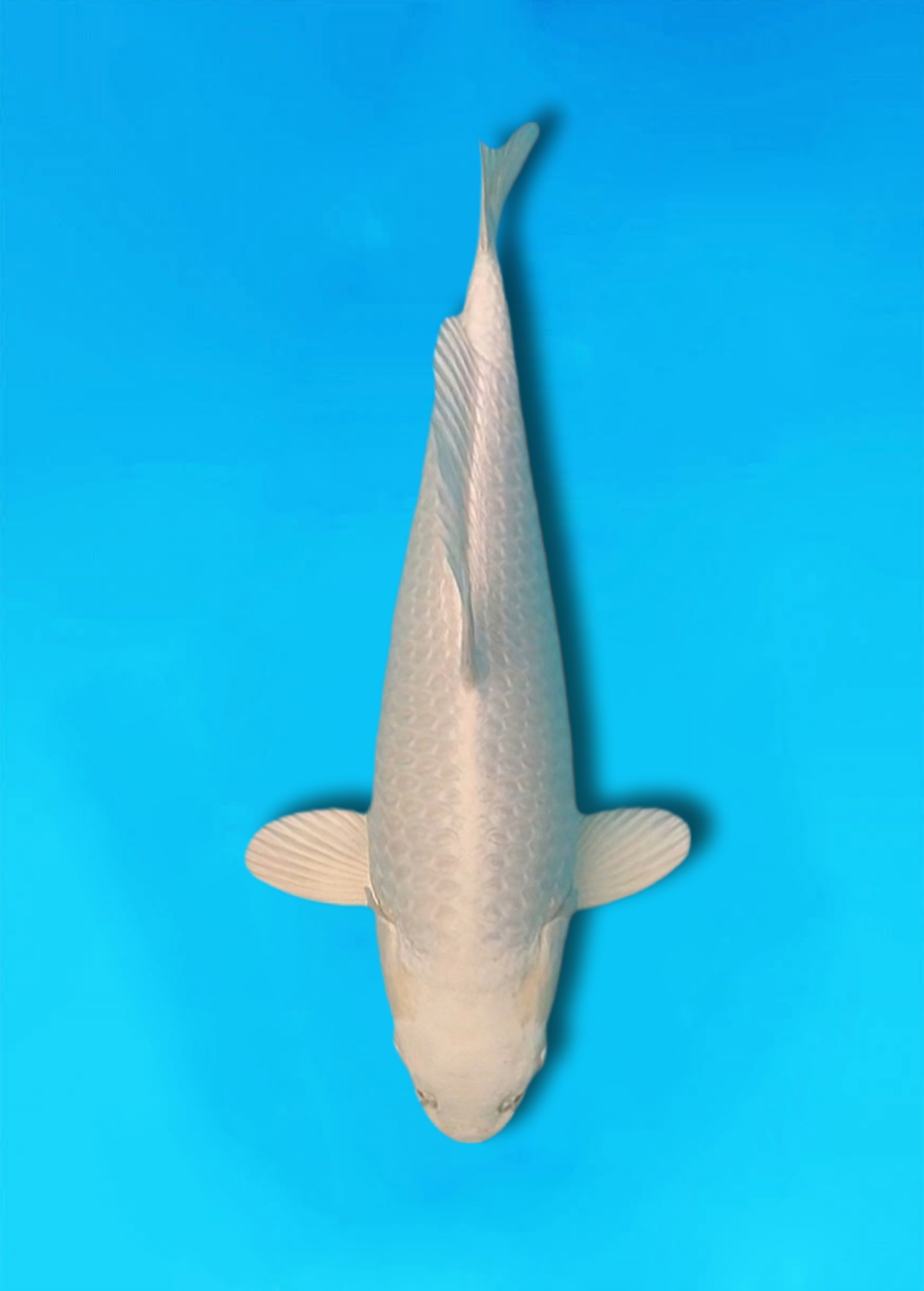 Juara 1