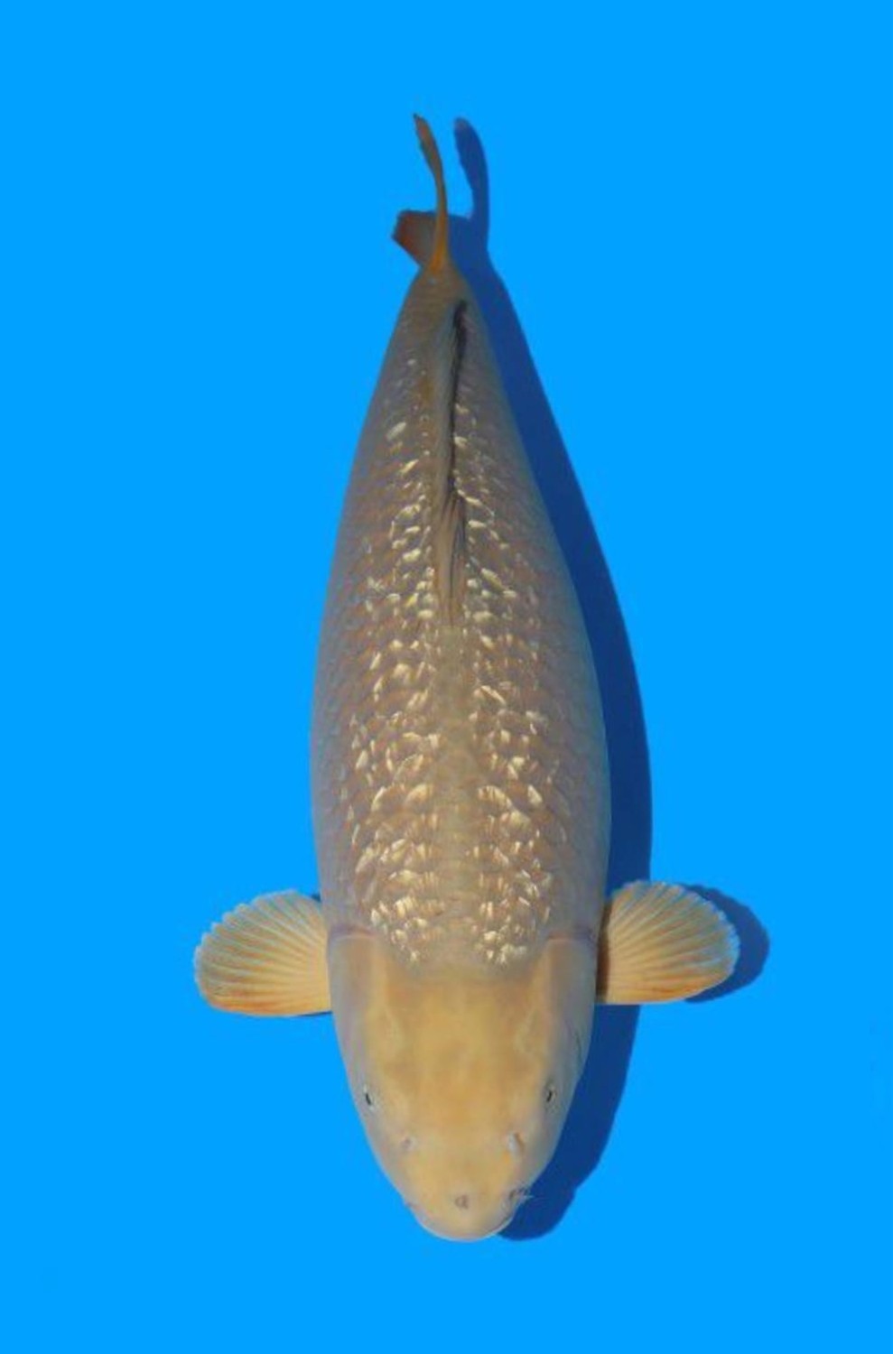 Juara 1