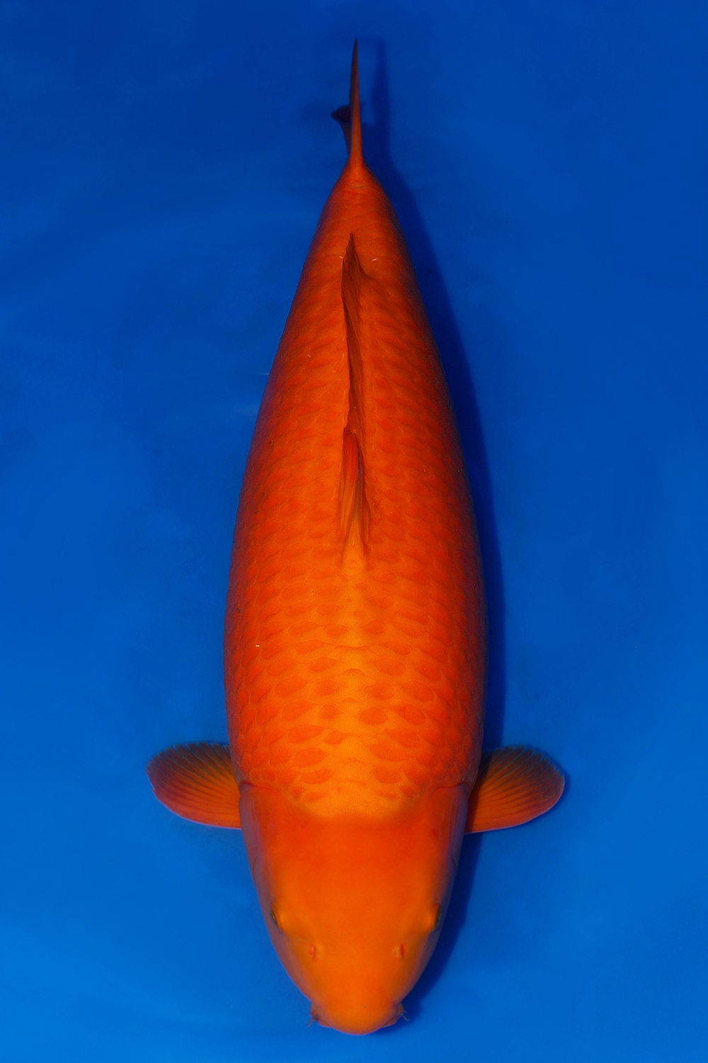 Juara 2