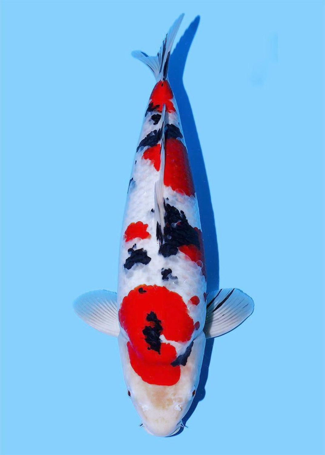 Juara 1