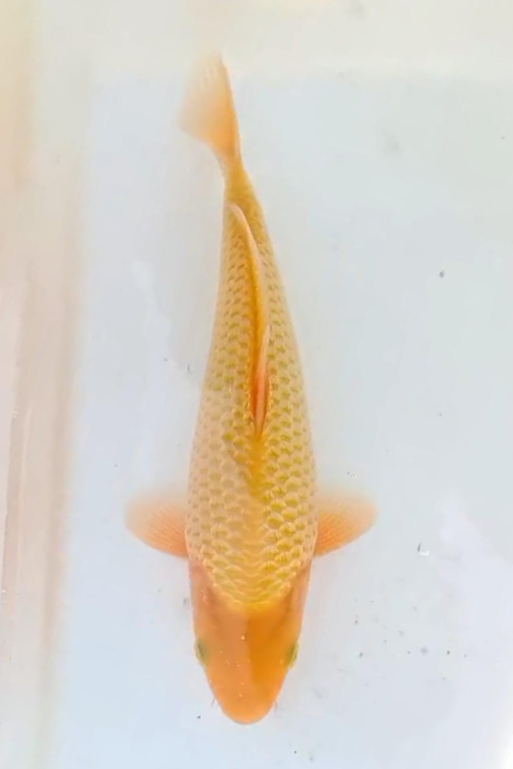 Juara 1