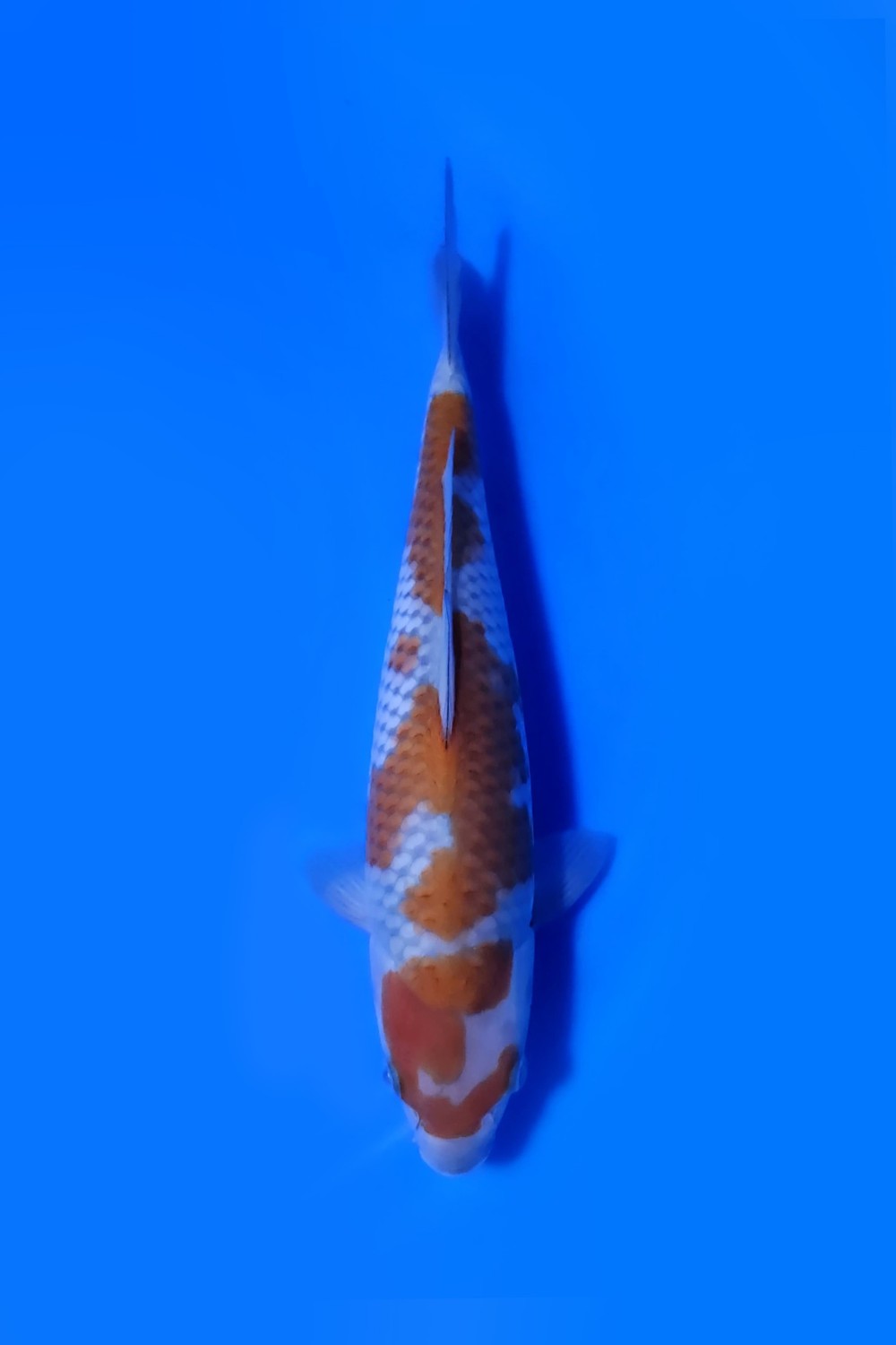 Juara 2