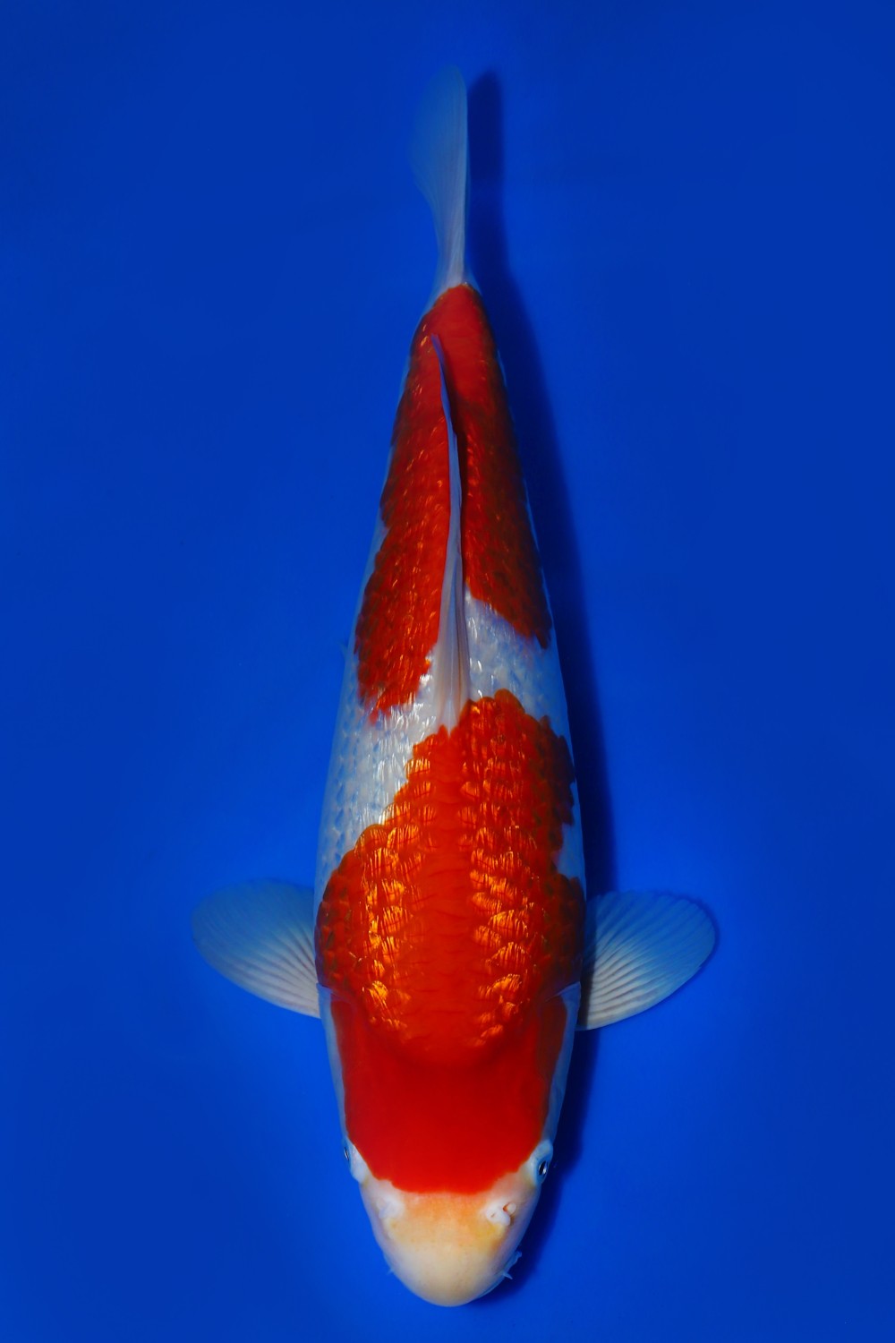 Juara 1
