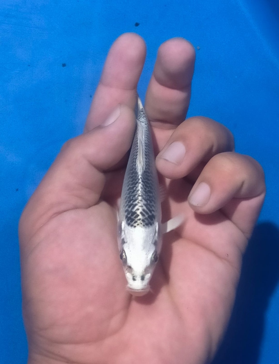 Juara 4