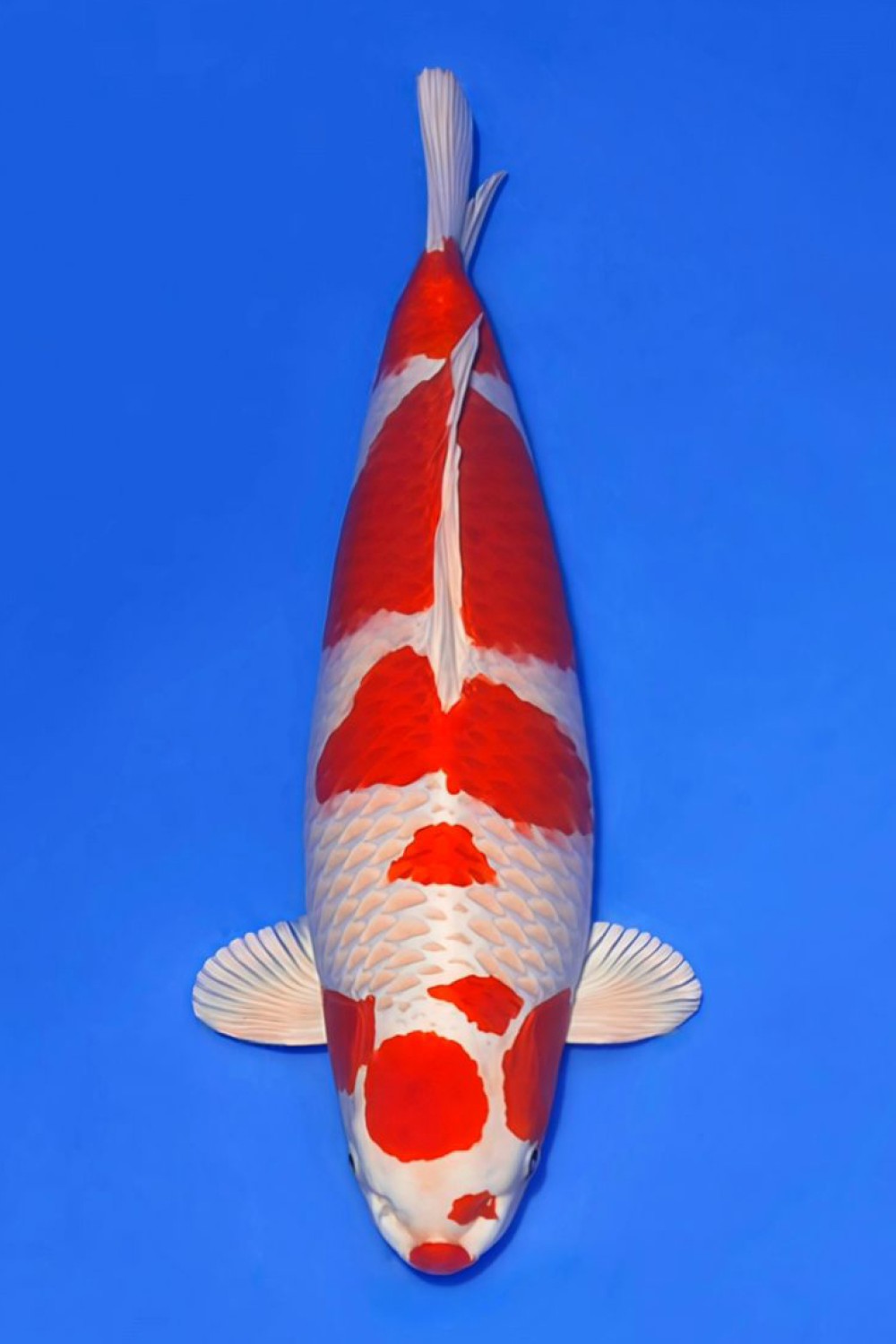 Best In Size C 51 - 55 cm
