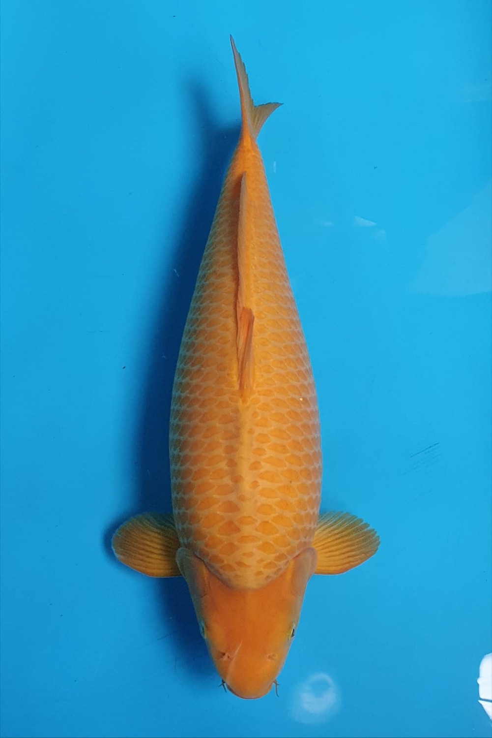 Juara 4