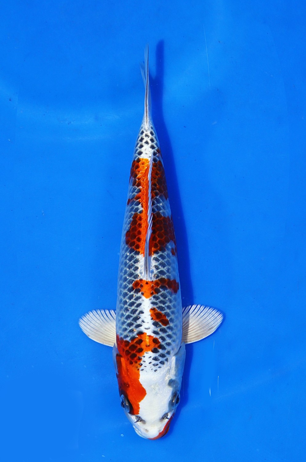 Juara 1