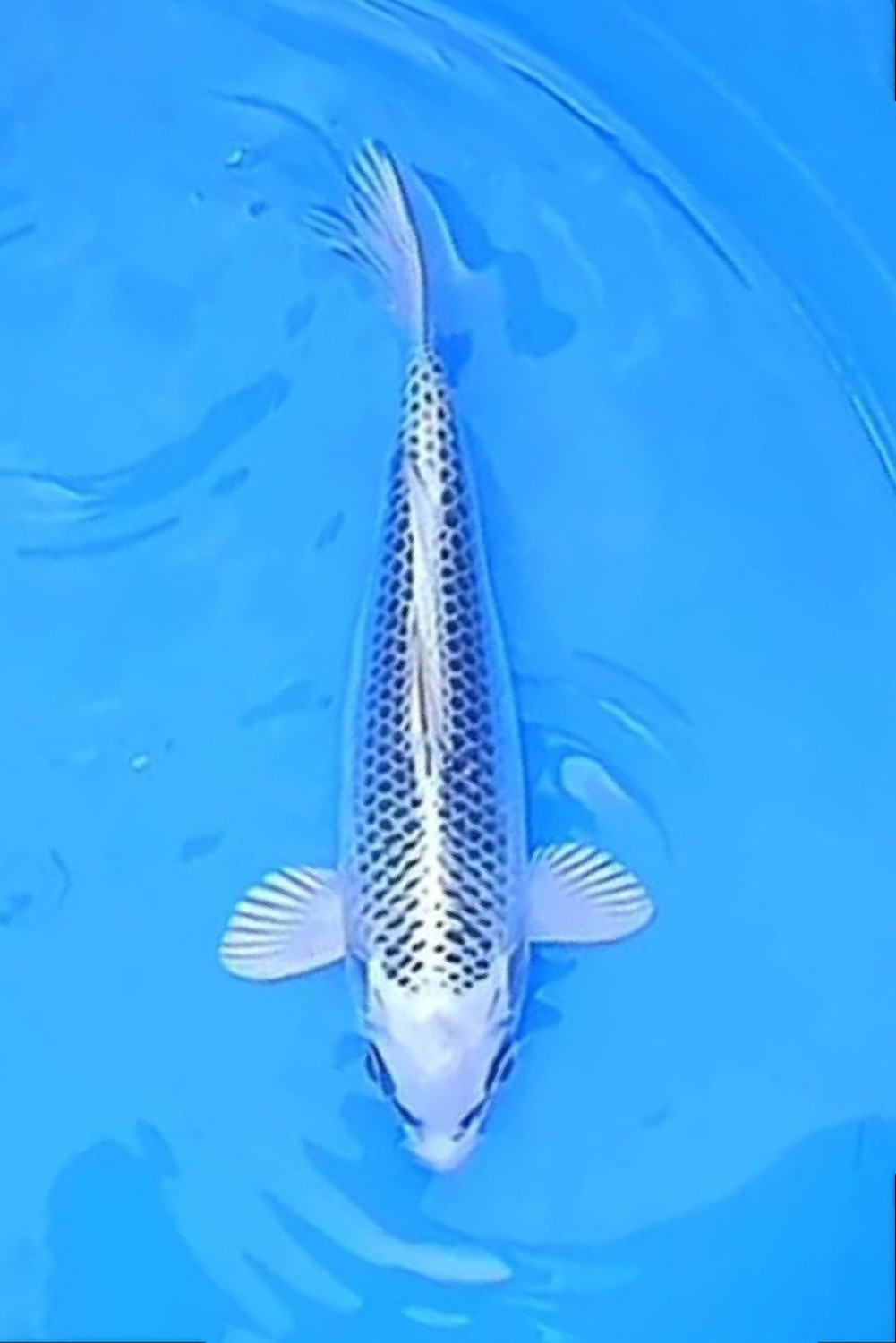Juara 5