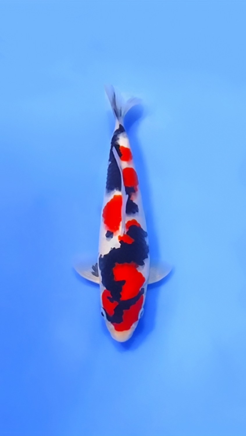 Best In Size A 21 - 25 cm