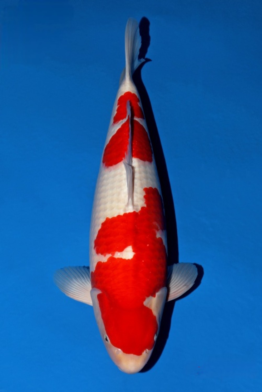 Juara 1