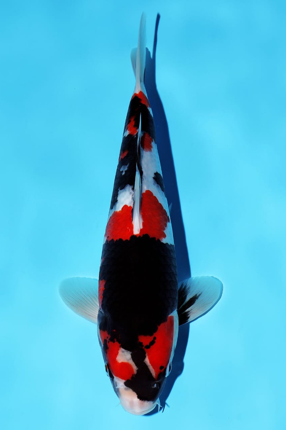 Juara 1