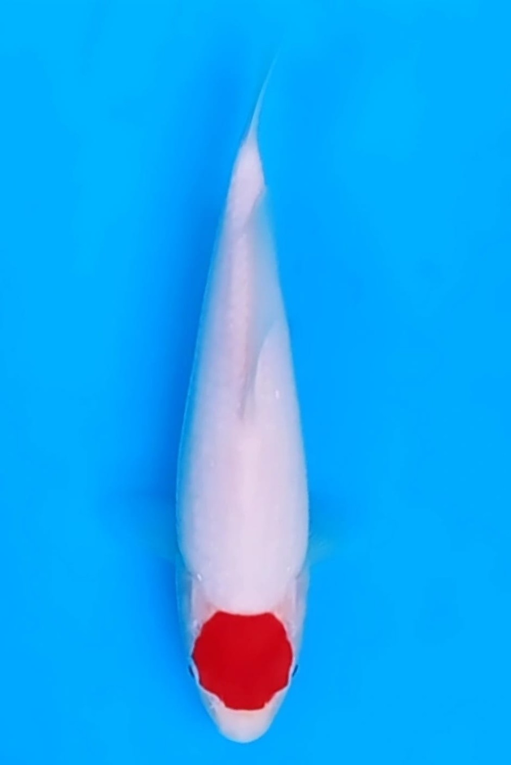 Juara 1