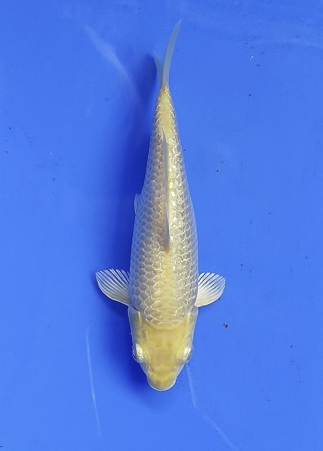 Juara 4