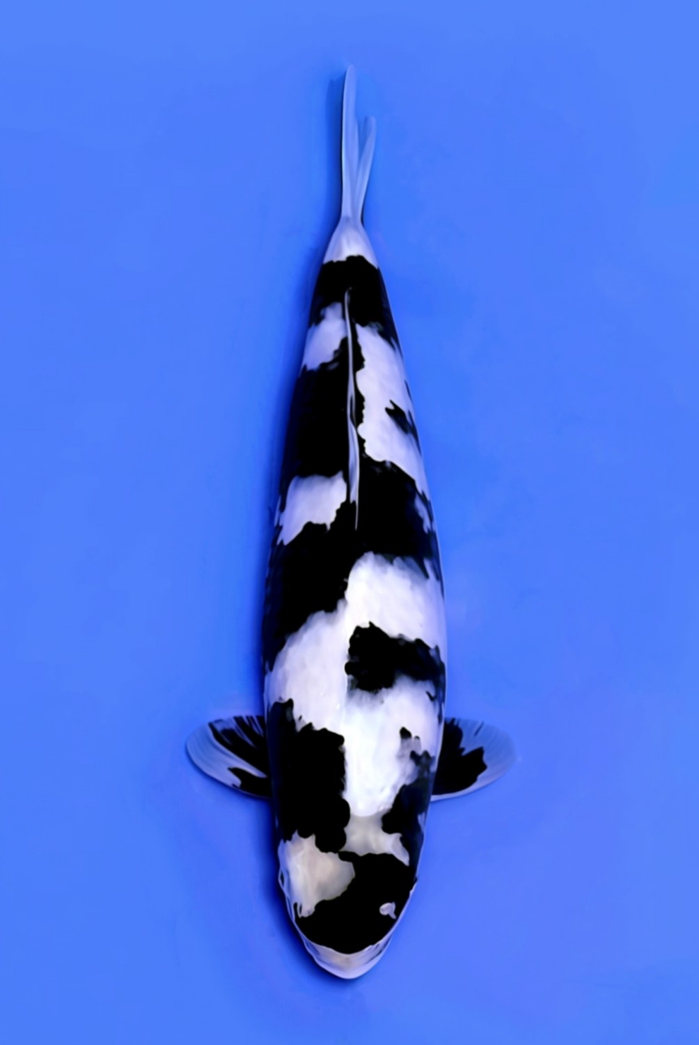 Juara 1