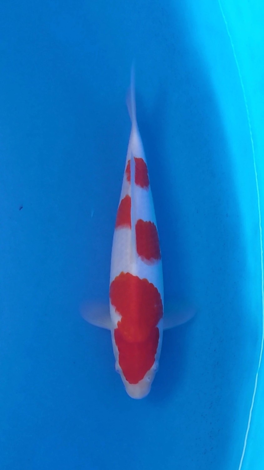 Juara 1