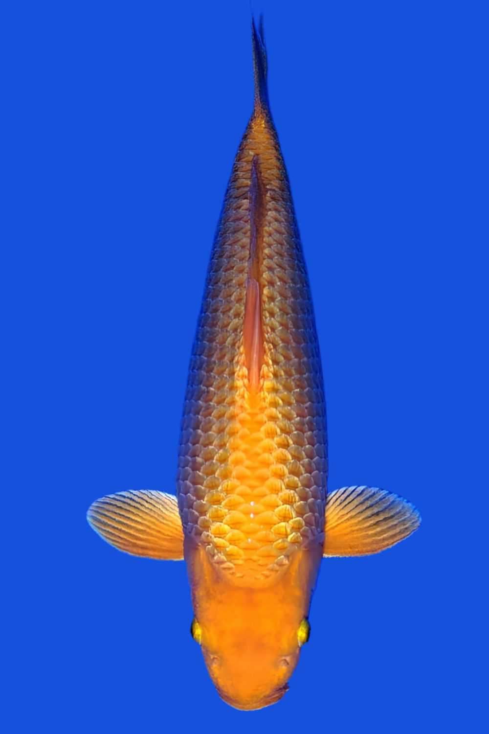 Juara 1