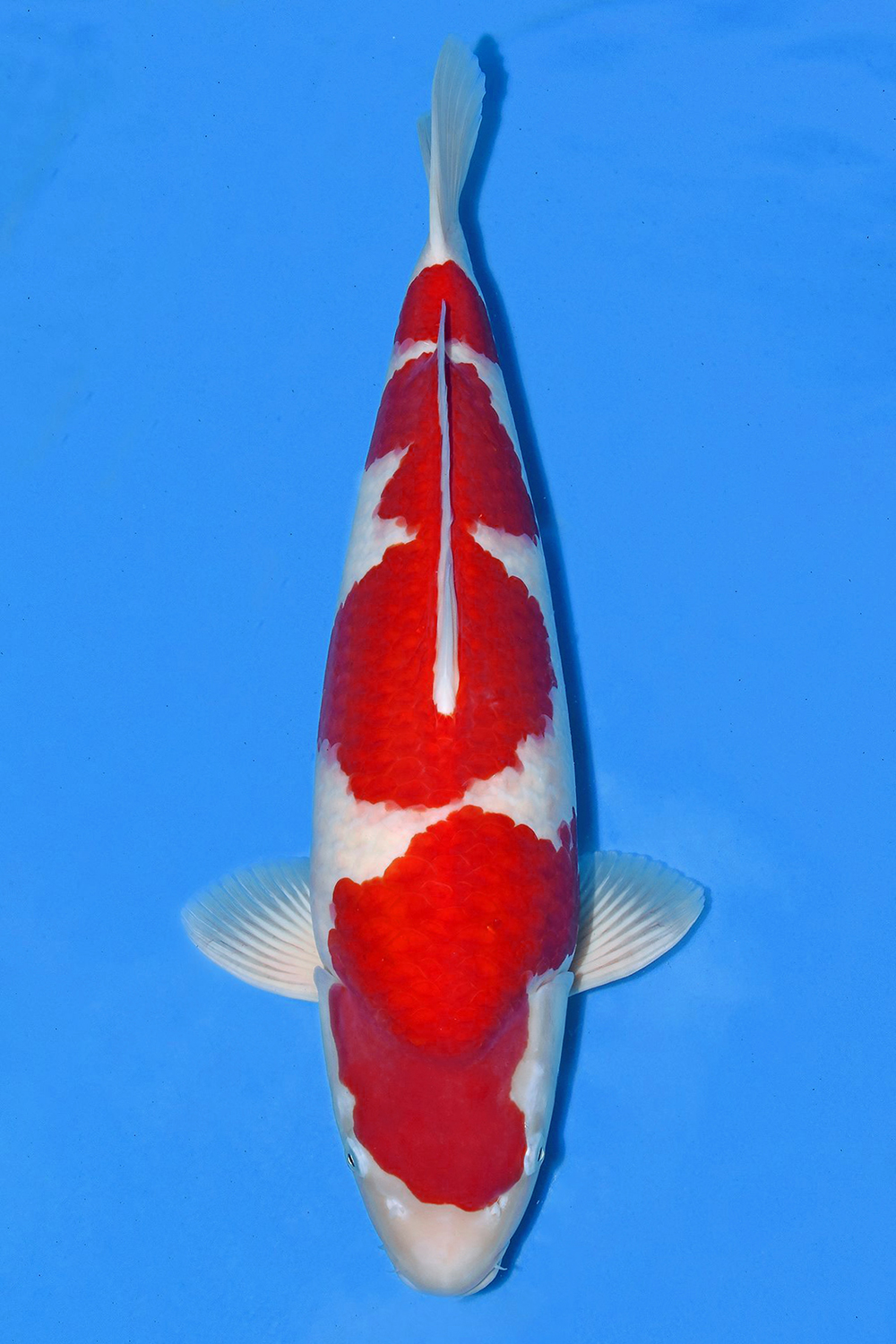 Juara 1