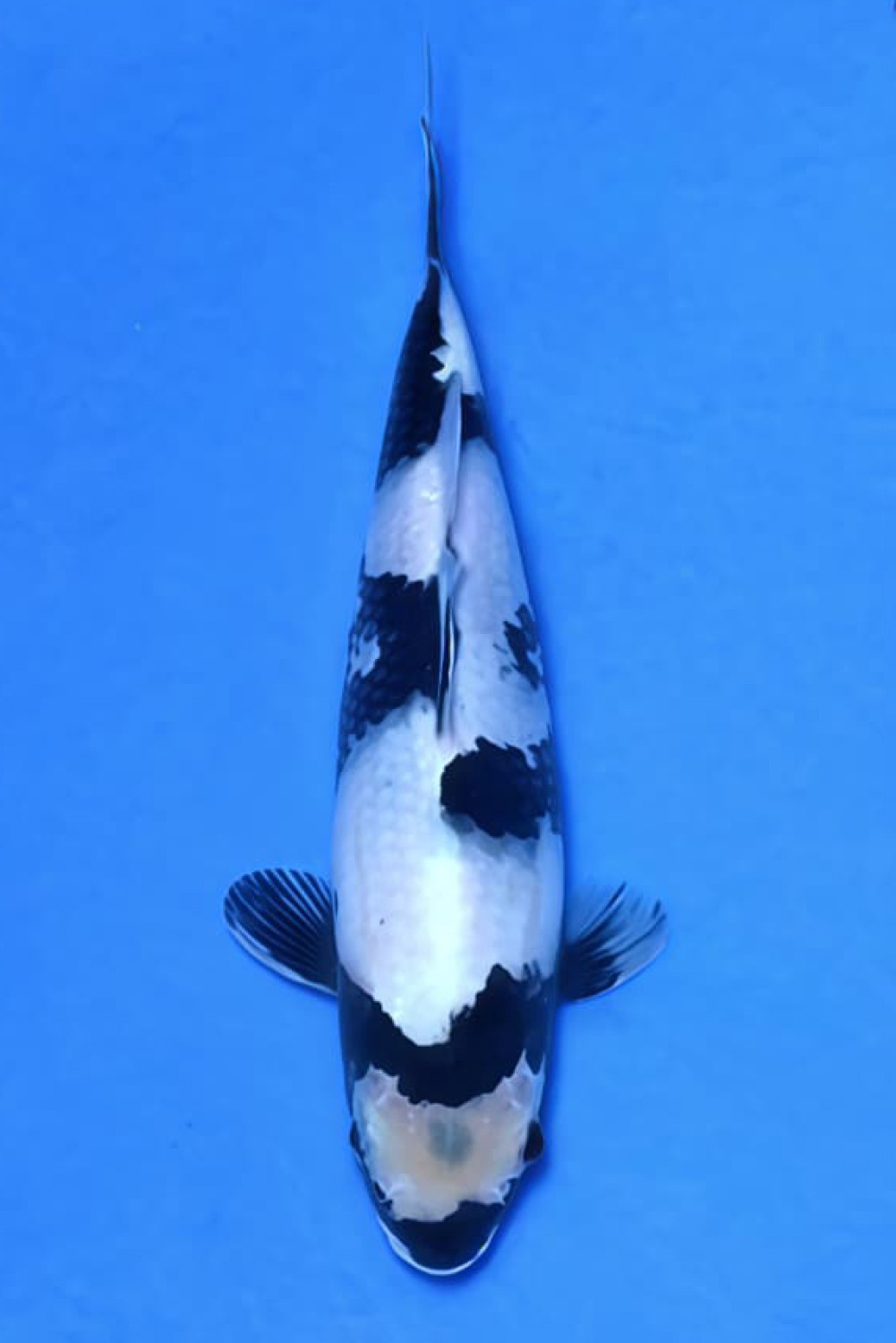 Juara 4