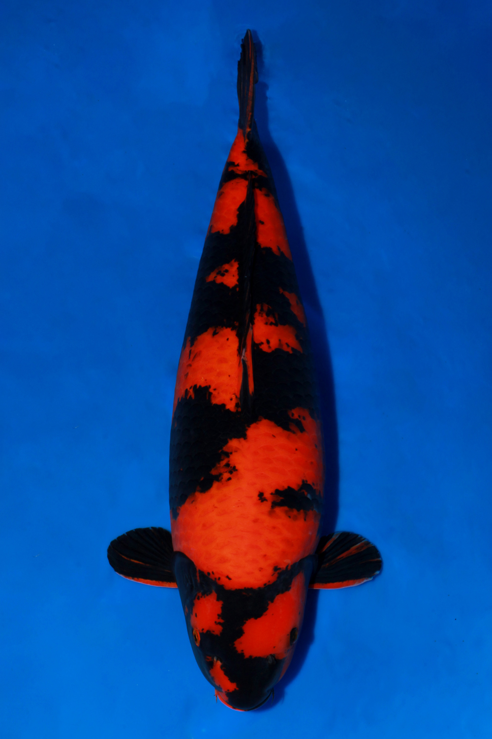 Best In Size D 71 - 75 cm