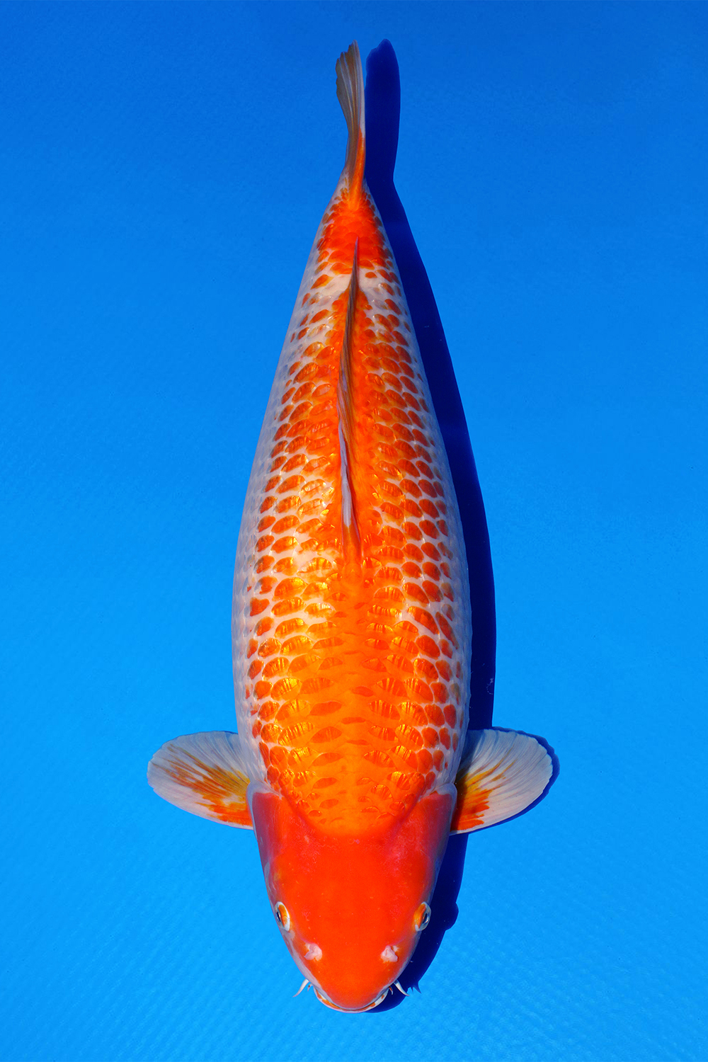 Juara 1