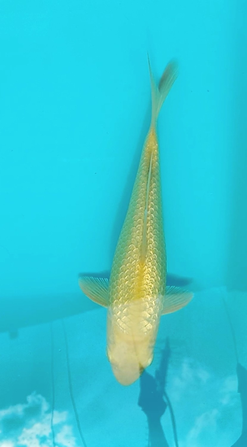 Juara 1