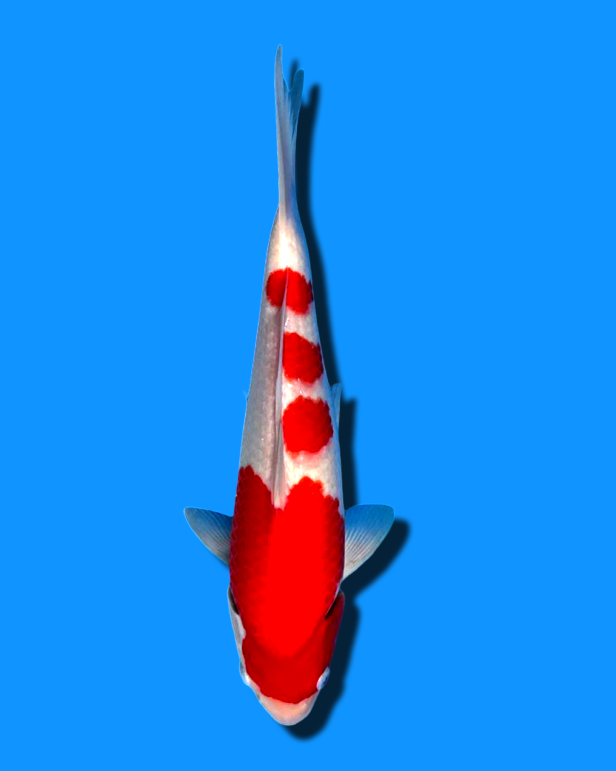 Juara 5