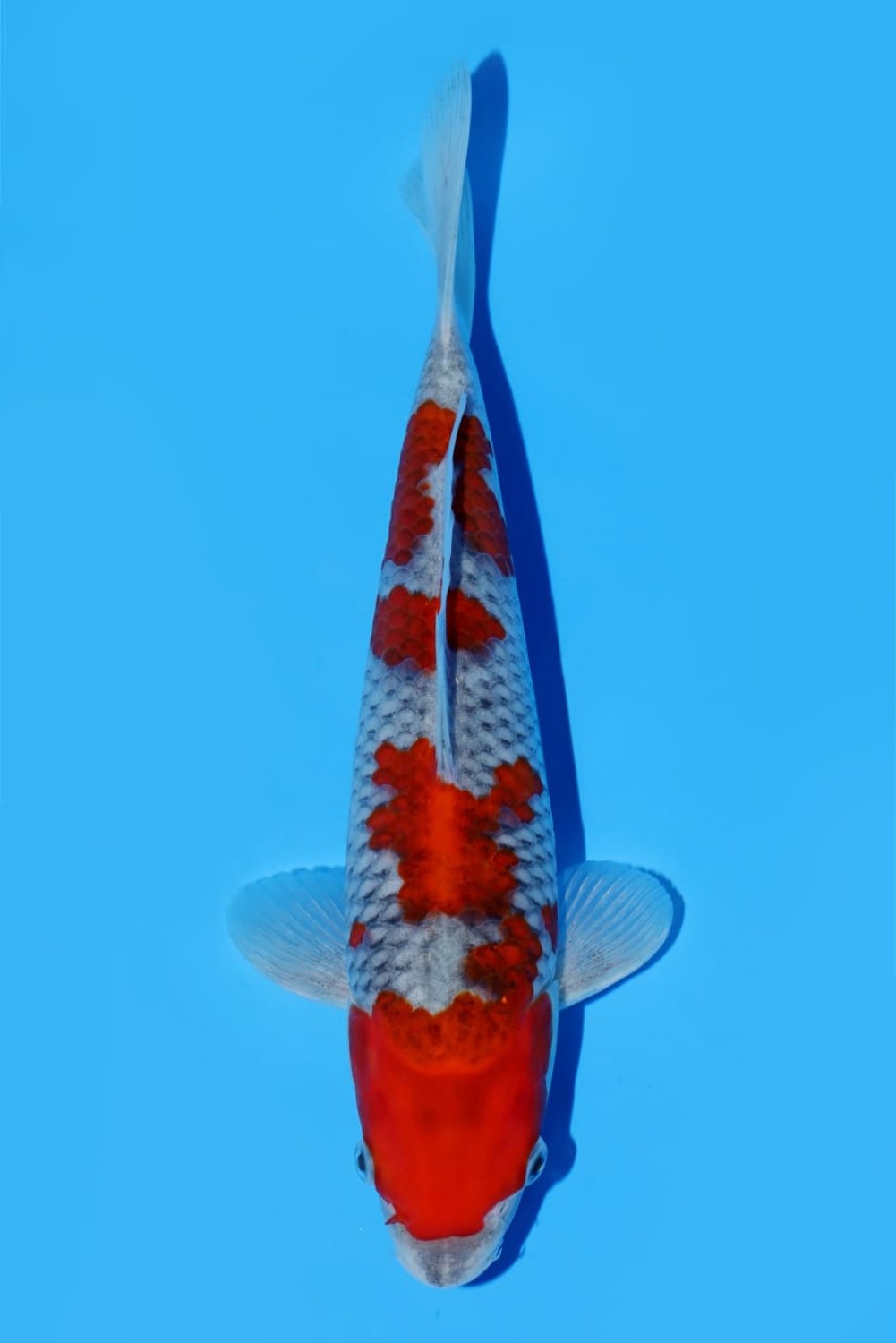 Juara 2