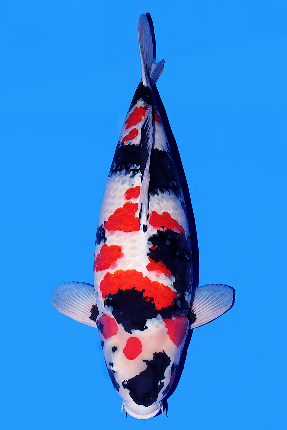 Best In Size A 71 - 75 cm