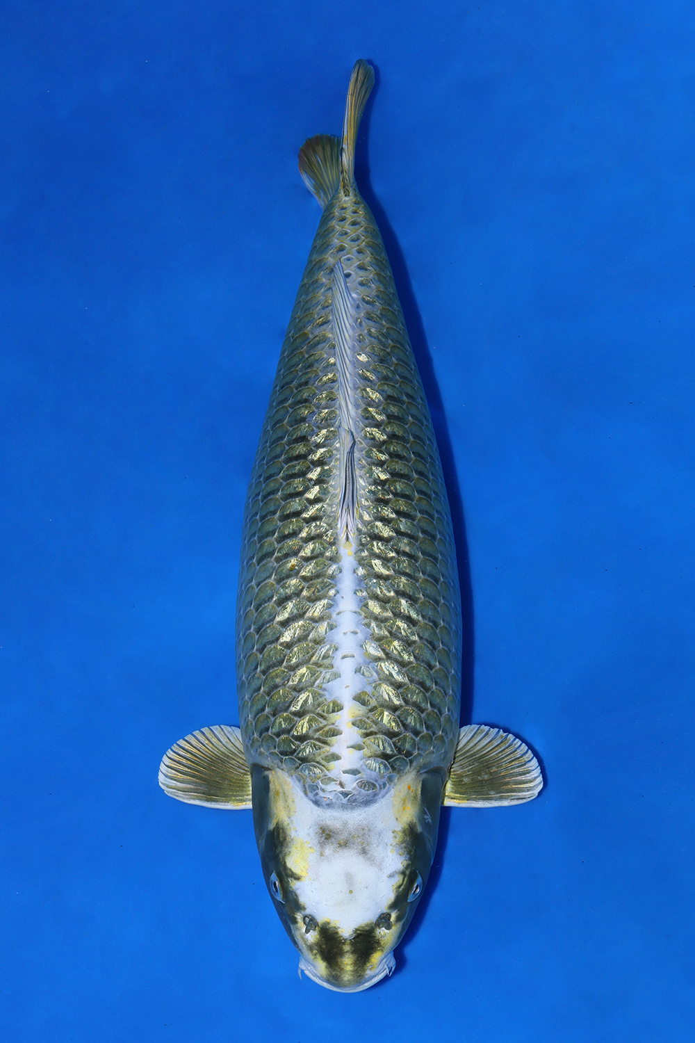 Juara 1