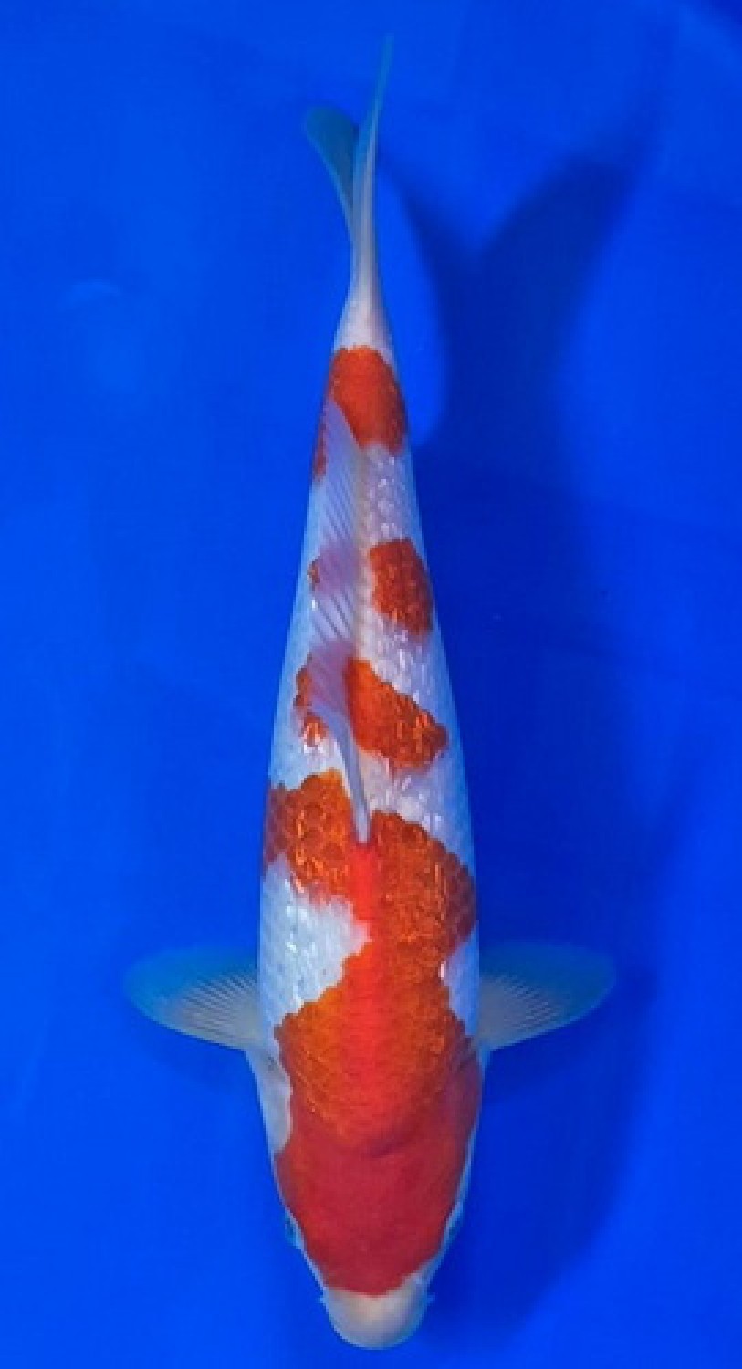 Juara 3