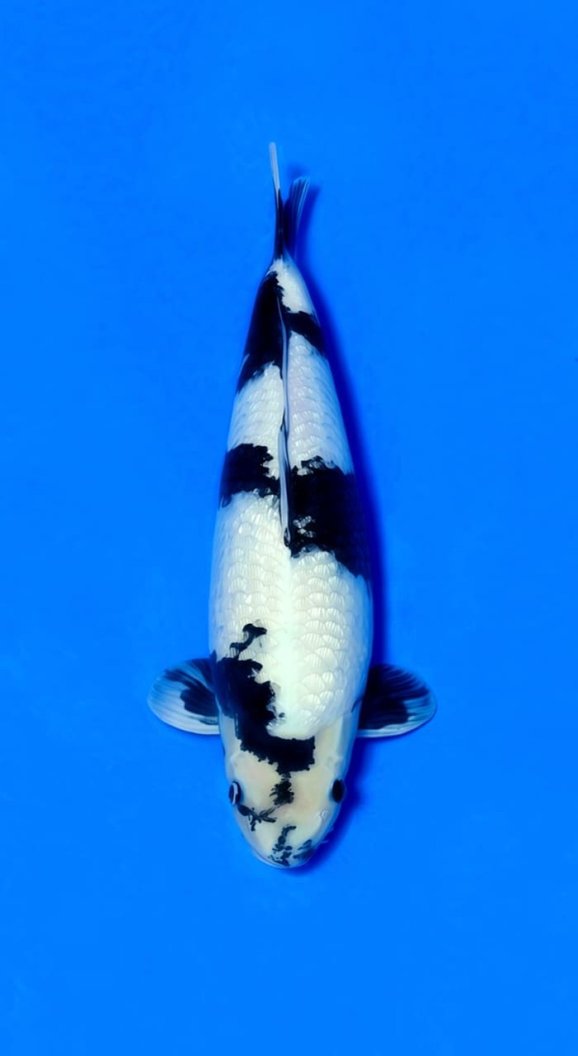 Juara 1