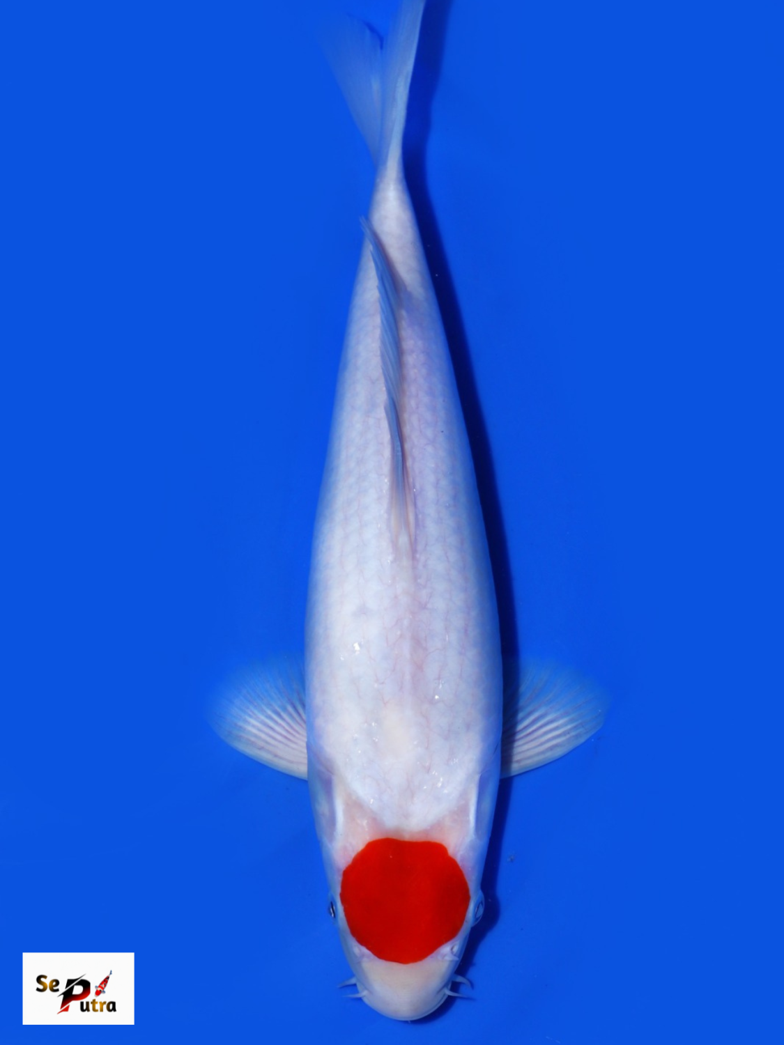 Juara 1