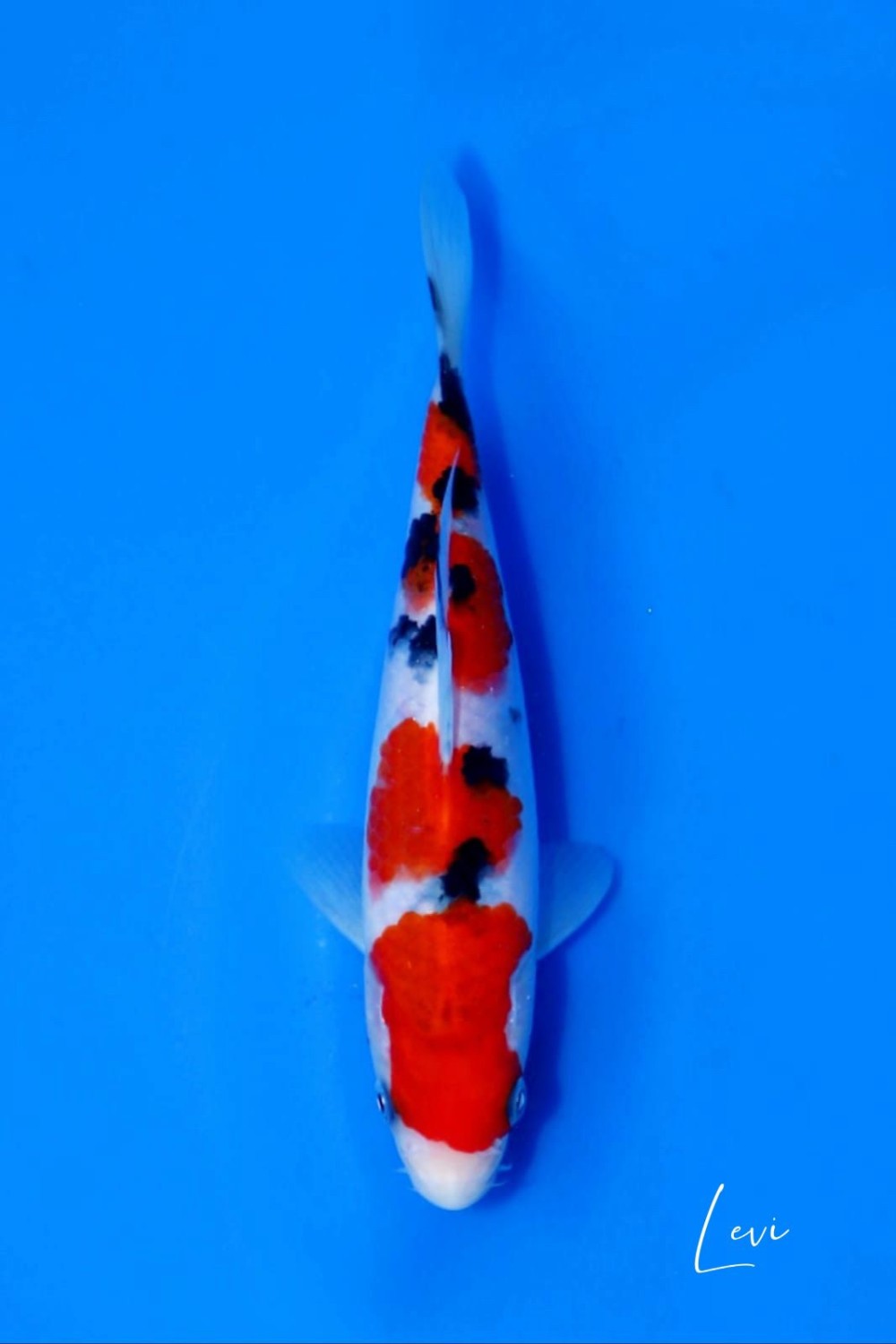 Juara 5