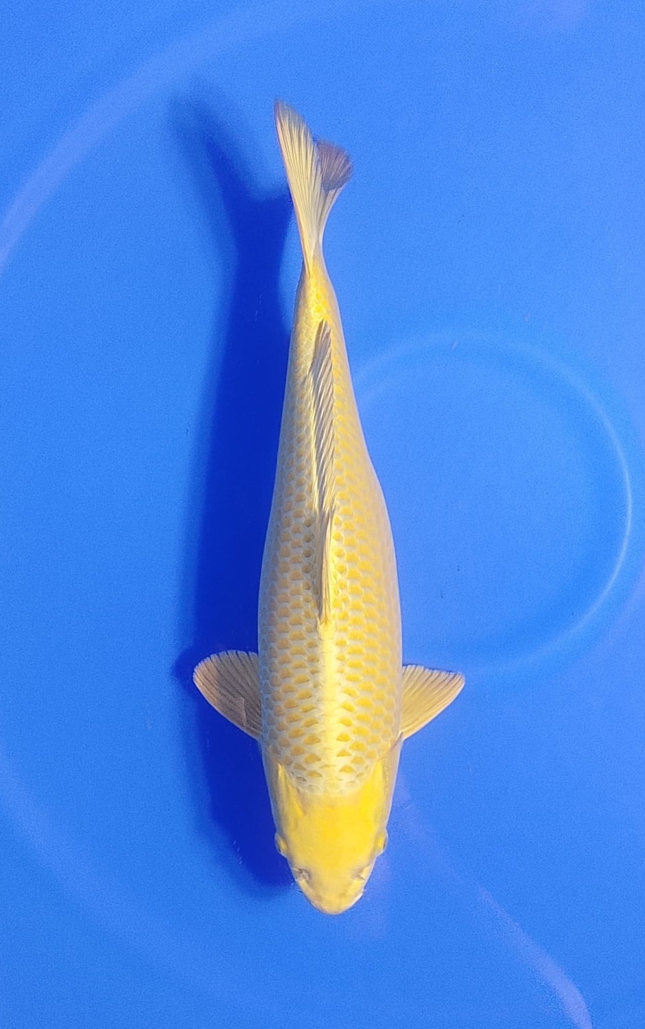 Best In Size E 41 - 45 cm