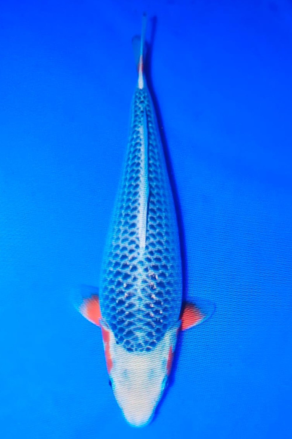 Juara 1