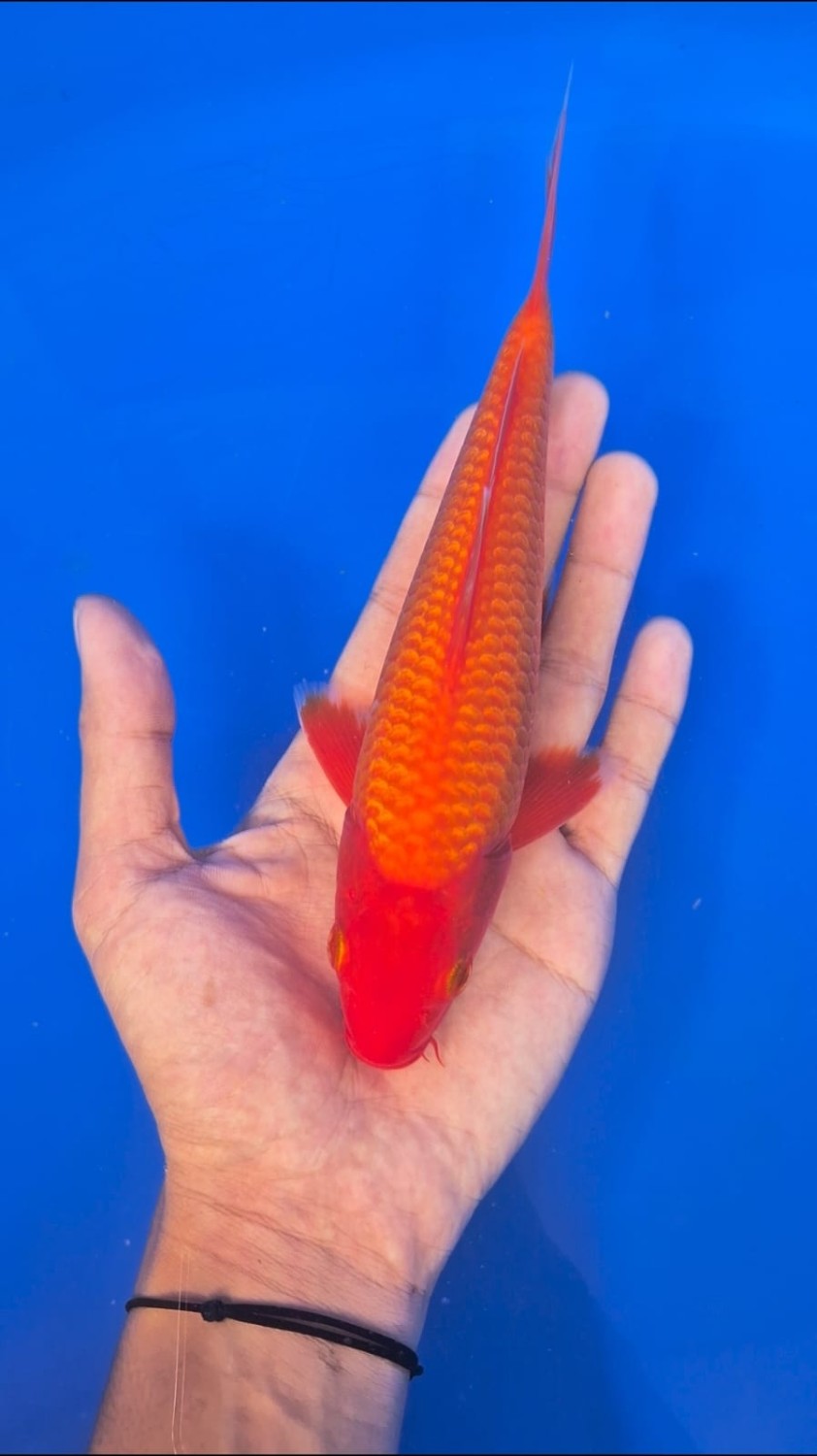 Juara 2