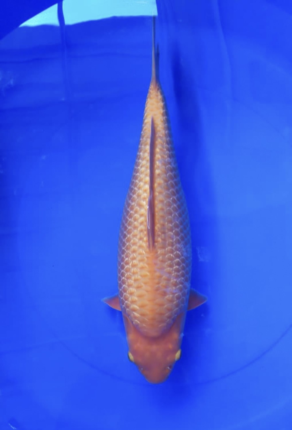 Juara 4