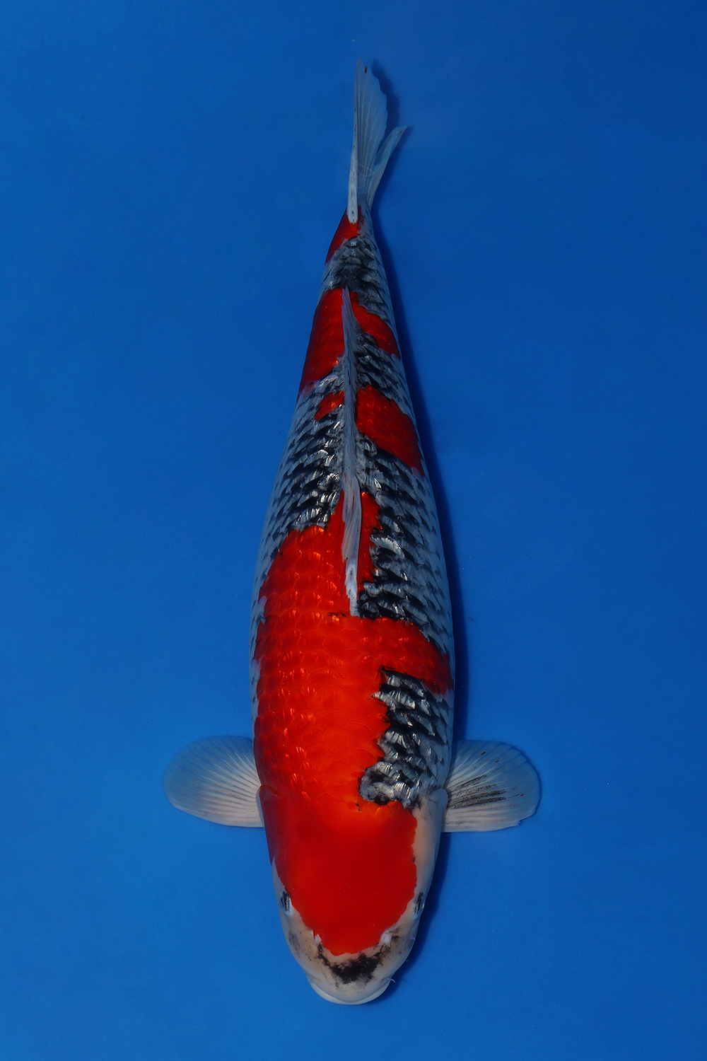 Juara 2