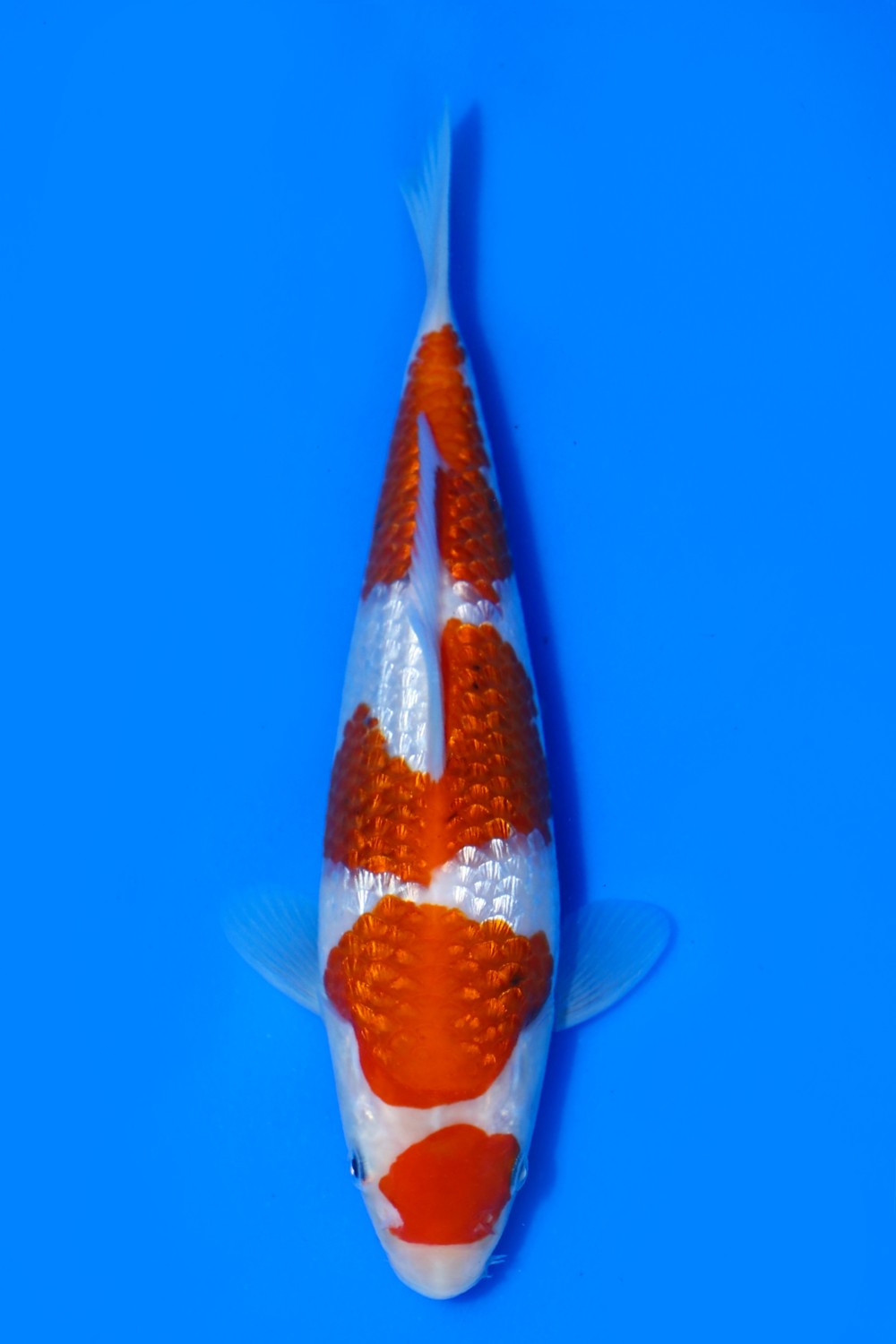 Juara 5