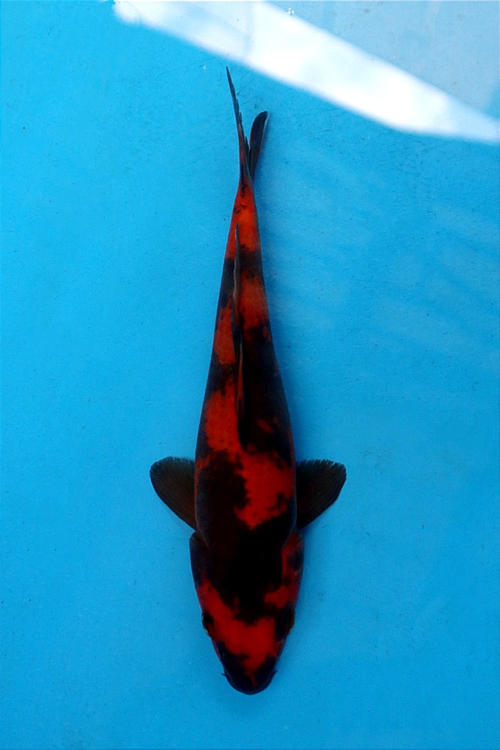 Juara 3
