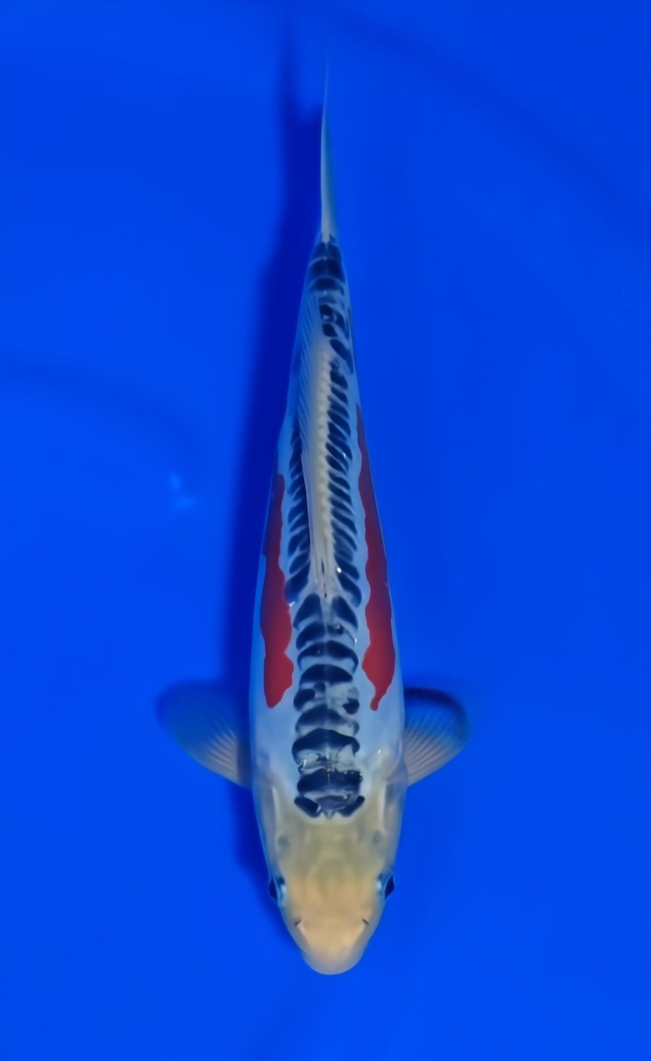 Best In Size D 26 - 30 cm