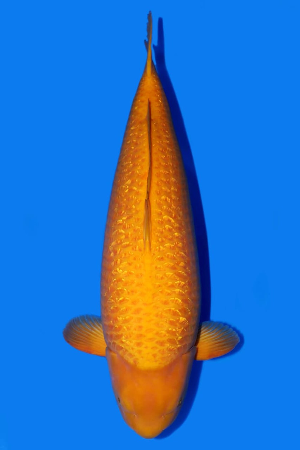 Juara 2