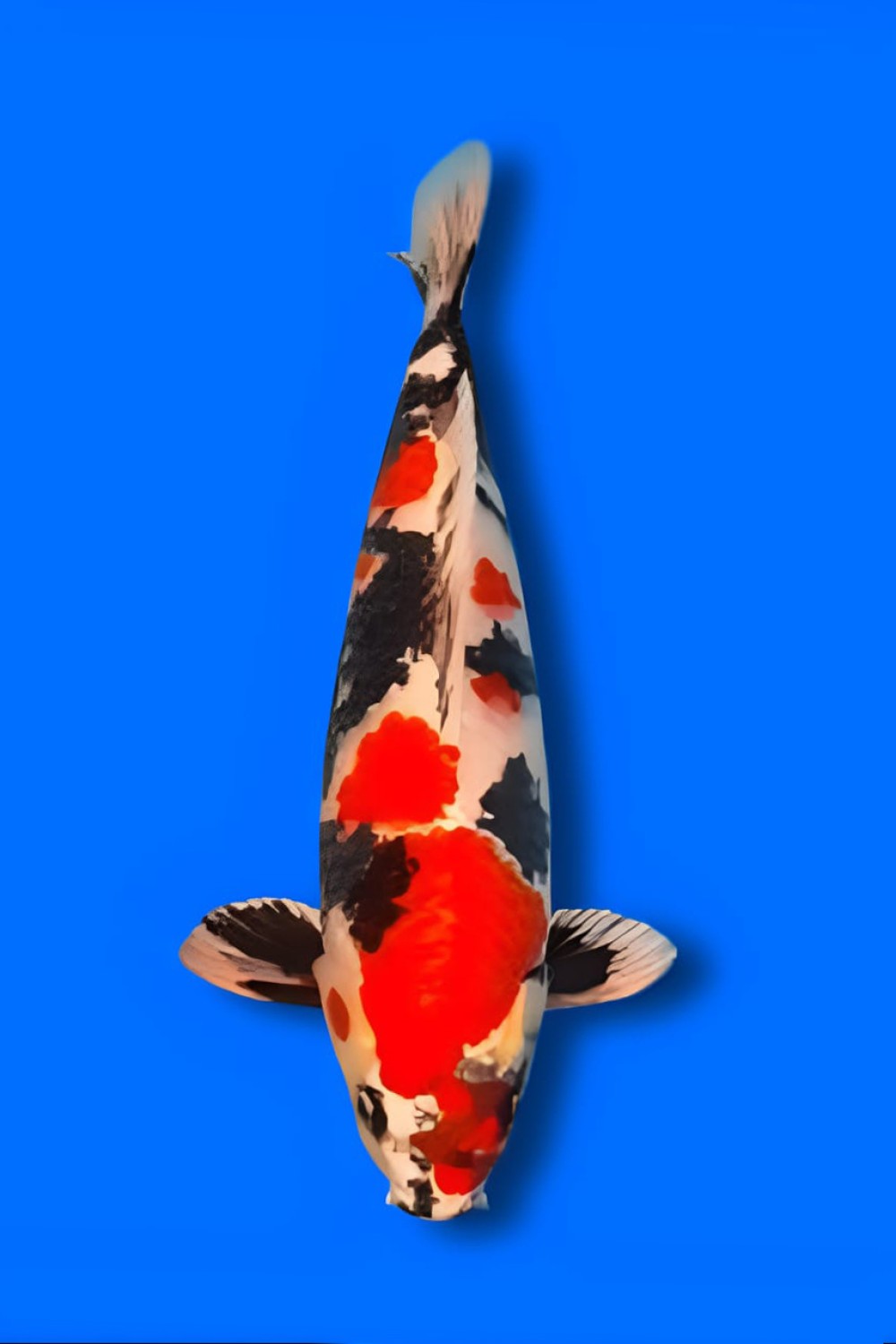 Juara 1