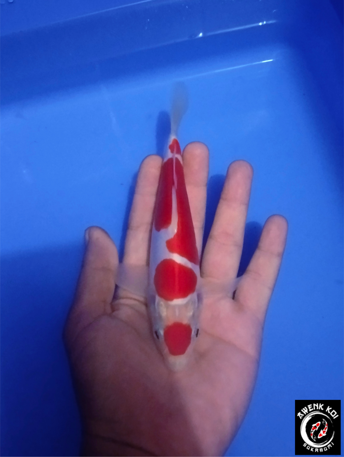 Juara 1