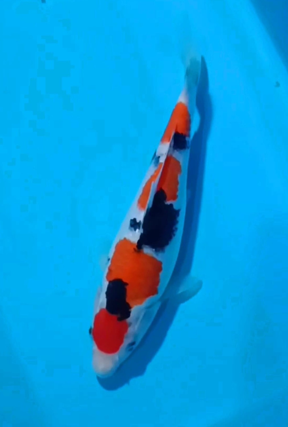 Juara 2