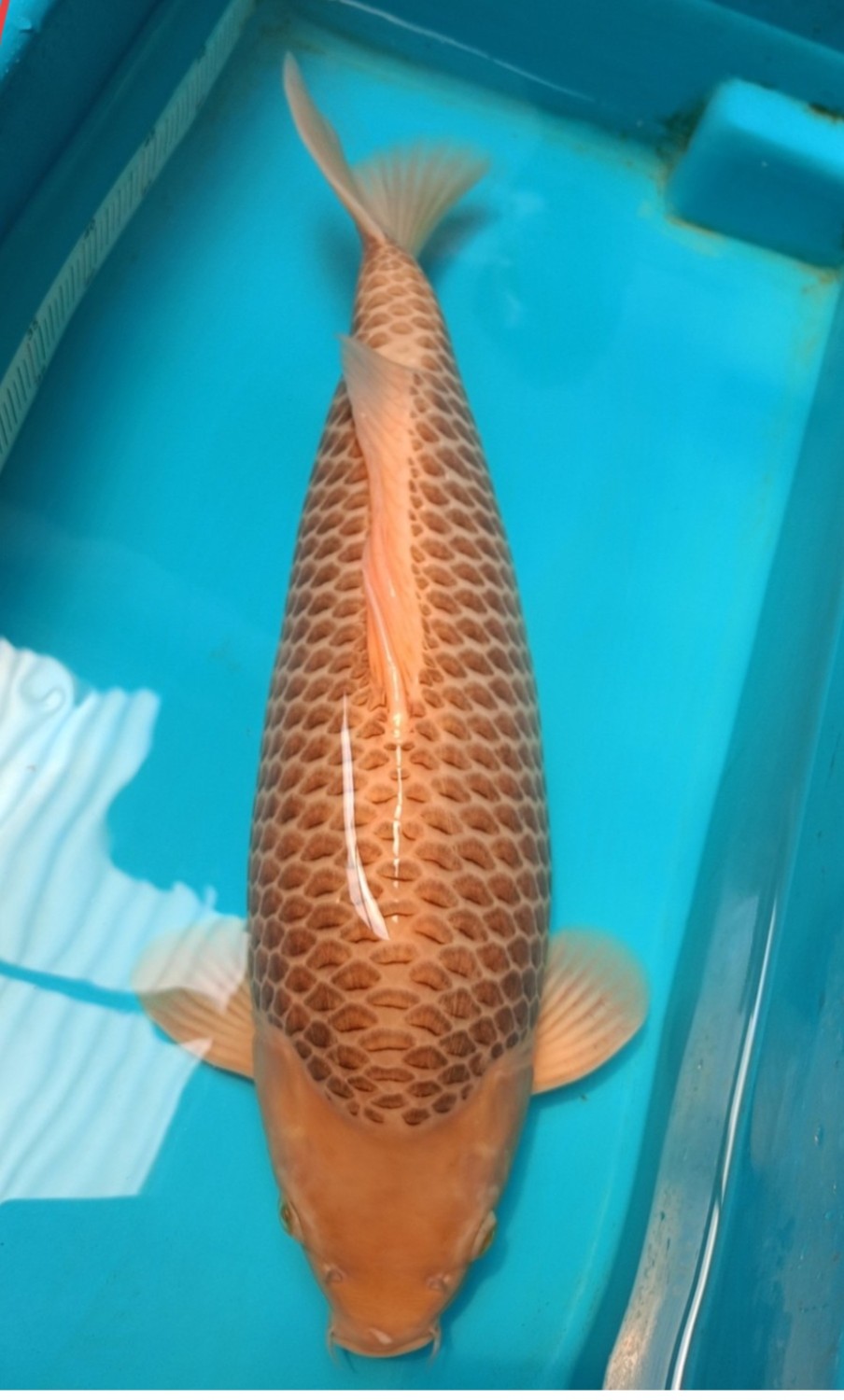 Juara 2