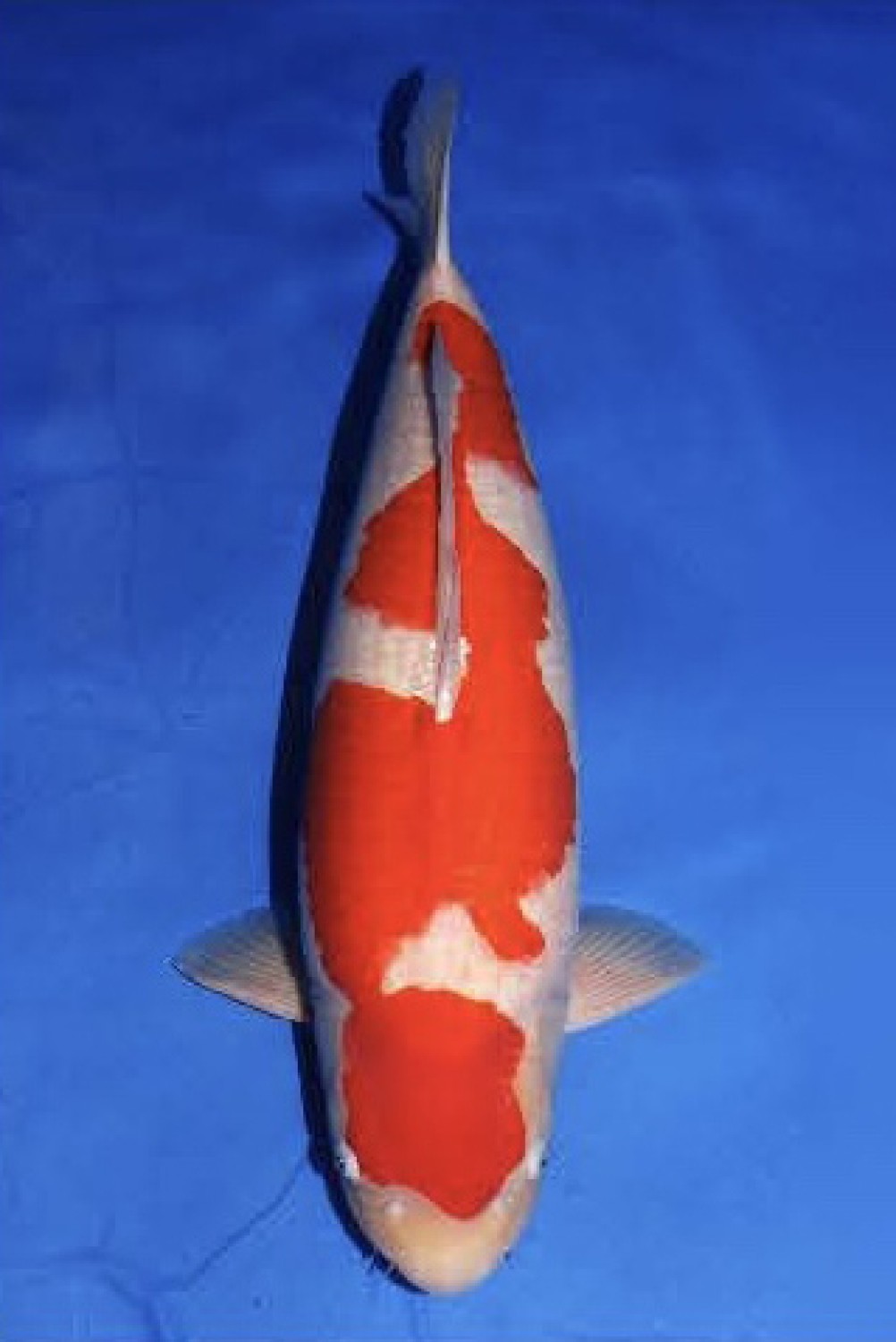 Best In Size A 81 - 85 cm