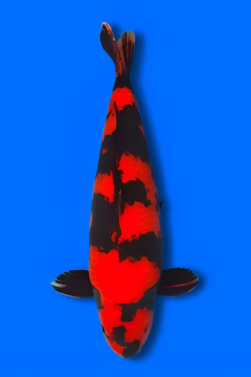 Juara 1