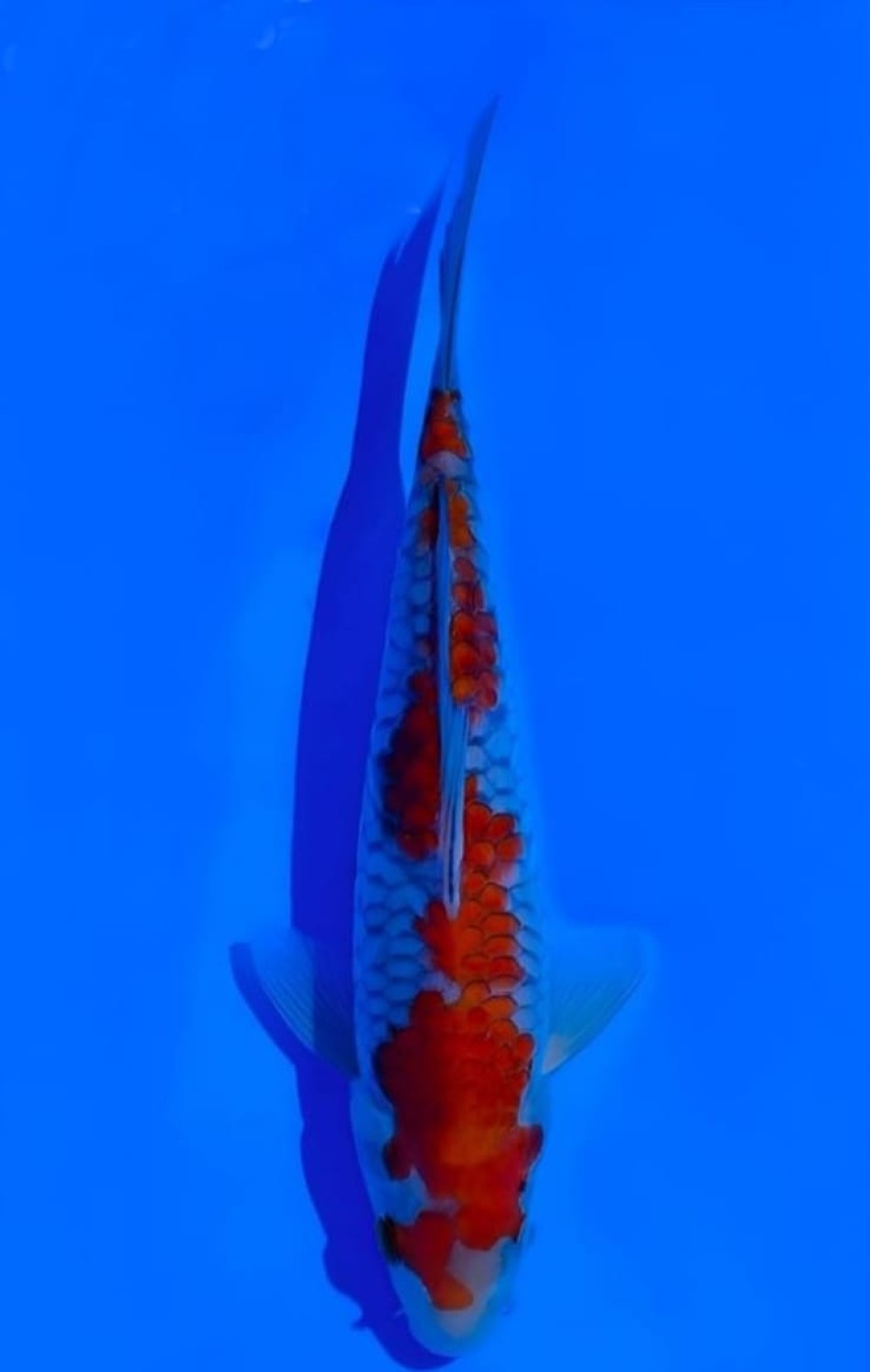 Juara 1