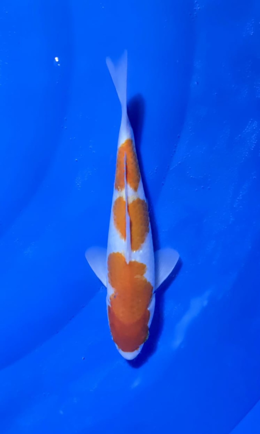 Juara 5